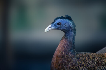 portrait of a peacock