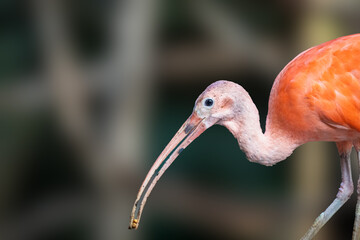 scarlet ibis bird