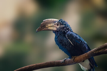 close up of hornbill