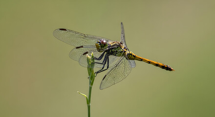 dragonfly on a leaf