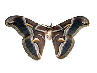 Silkmoth sits quietly with expansive wings displaying beautiful patterns and colors. This stunning creature is isolated, allowing for a clear view of its intricate details.