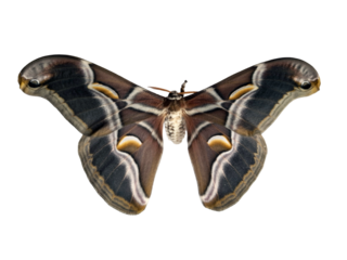 Silkmoth sits quietly with expansive wings displaying beautiful patterns and colors. This stunning creature is isolated, allowing for a clear view of its intricate details.