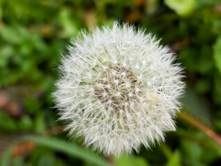 dandelion seed head