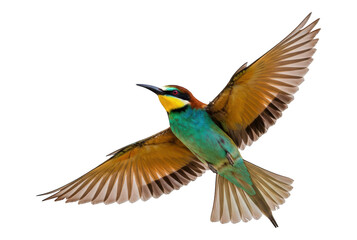 Fototapeta premium Colorful bird with outstretched wings flies against a black background.
