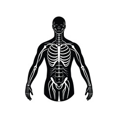Anatomical illustration of the human upper body skeleton in a black and white style. This diagram shows the rib cage, spine, and arm bones for medical science concepts