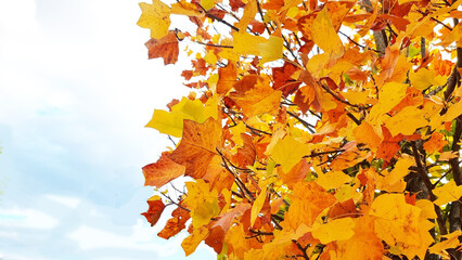 autumn leaves branch of yellow leaves for background