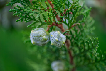 A detailed close-up shot of two small, green cones or seed pods growing on the branch of a Cypress or Juniper tree. The cones have a slightly fuzzy or textured appearance with small yellow points