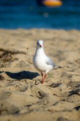 seagull standing on the sandy beach in bright sunlight. The bird faces the camera, displaying its white and gray feathers, small black eye, and vibrant red legs and feet