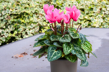 Cyclamen with bright pink colors and leaves with pattern in a pot.