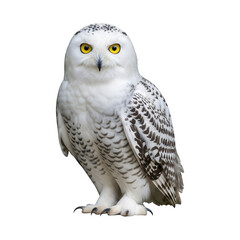 Obraz premium White owl with yellow eyes looks forward against a black background.