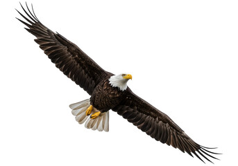 Fototapeta premium Majestic raptor soars with widespread wings against black.