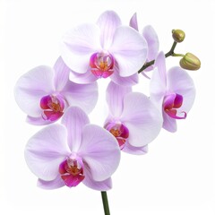 Obraz premium Delicate Phalaenopsis Orchid Bloom in Soft Pastel Tones on White Background