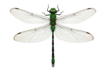 Emerald insect with delicate transparent wings and segmented body.