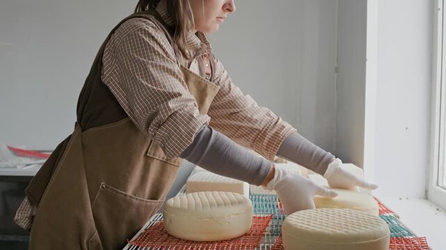 Slowmo shot of young Caucasian female cheesemaker wearing apron and gloves flipping large cheese wheel working in light modern artisan workshop in daytime