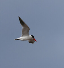 The seabird tern tries on his new black hat