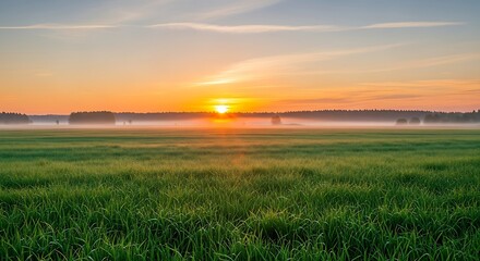 A serene sunrise paints the expansive green field with warm hues, highlighting a tranquil morning landscape.