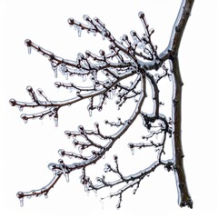 Fototapeta premium Icy Tree Branch with Clear Icicles in Winter Against White Background