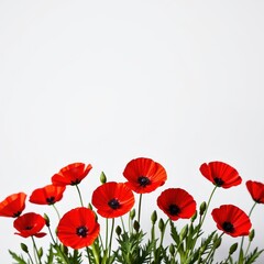 Obraz premium Vibrant red poppies stand out against a clean white backdrop, symbolizing remembrance and beauty, color, agriculture