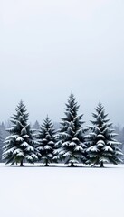 Naklejka premium Four snow-covered pine trees stand in a neat row against a winter landscape, seasonal, natural beauty