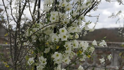 White flowers bouquet gently swaying in the wind. Action