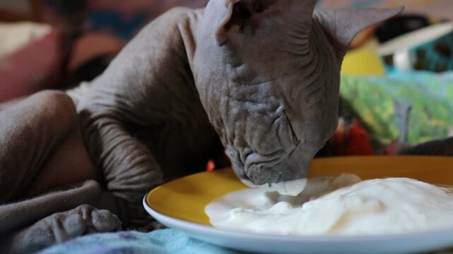 Sphynx kitten eats sour cream