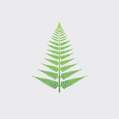 Detailed Green Fern Leaf Isolated on White Background