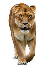 Obraz premium Majestic lioness walks forward with intense gaze on black background.