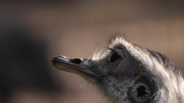 Close up emu bird grazing ona meadow ona late afternoon in autumn