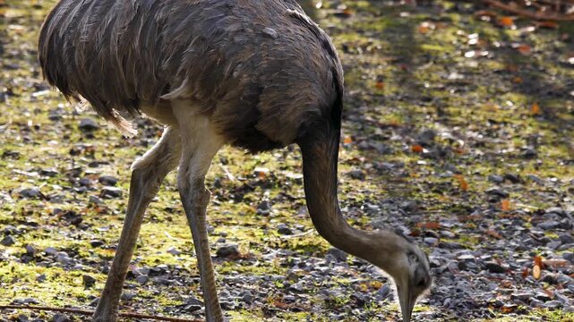 Close up emu bird grazing ona meadow ona late afternoon in autumn