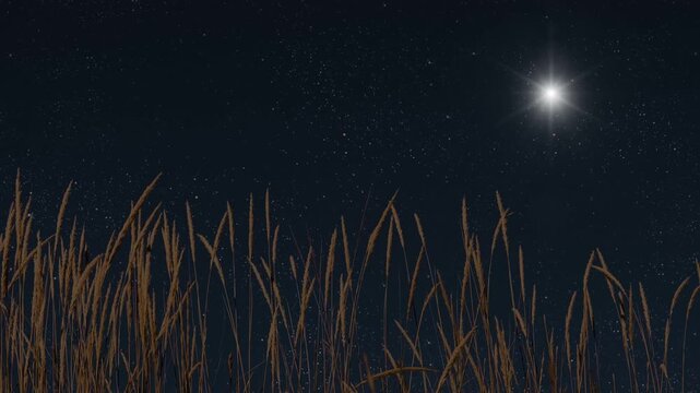 &ldquo;Bright Christmas star shining above peaceful winter night.&rdquo;