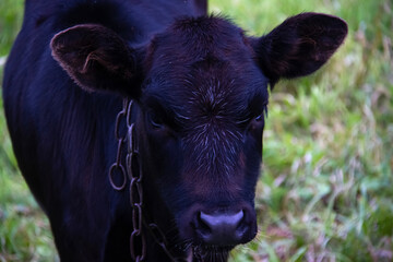 A young black bull graze on a pasture. Against a background of green grass.