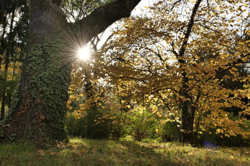 A quiet evening in an autumn park