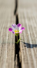 Single Pink and White Flower Growing Through Wooden Plank Crack