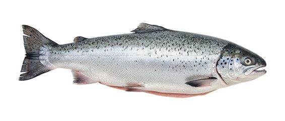 Obraz premium Whole raw salmon fish on black background, ready for cooking.