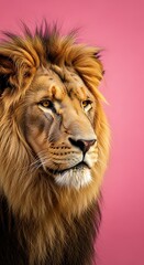 Close-up portrait of a majestic lion against a vibrant pink backdrop, highlighting the animal's detailed features and mane.
