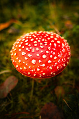 fly agaric mushroom
