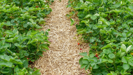 Lush strawberry fields with vibrant green leaves and ripe red berries, inviting visitors to enjoy...