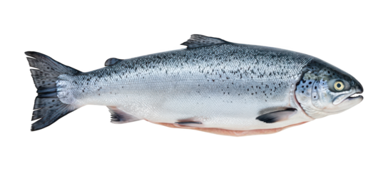 Whole raw fish with silvery scales and black spots is displayed against a black background.