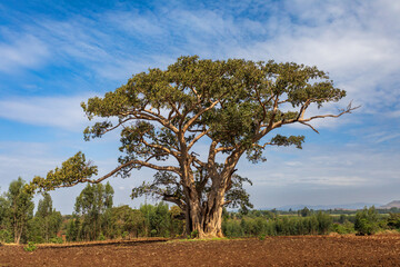 Majestic, large Sycamore Fig tree (Ficus sycomorus) standing alone in a vast cultivated field in the Amhara Region of Ethiopia.