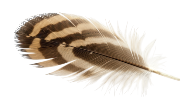 Bird feather displays striking brown and white stripes against black.