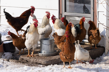 Farmyard Free Range Chickens and Roosters on House Porch in Winter Sun — Gallus gallus domesticus