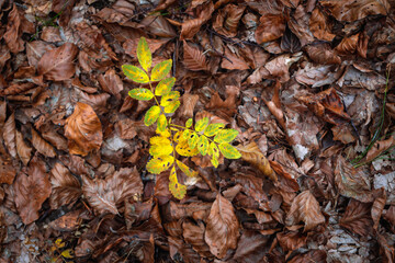 autumn leaves in the forest