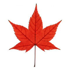 Vibrant red maple leaf displays intricate veins against a dark background.