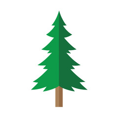 Illustration of a pine tree, evergreen tree