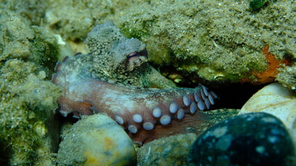 Common octopus (Octopus vulgaris) close-up undersea, Aegean Sea, Greece, Halkidiki, Pirgos beach