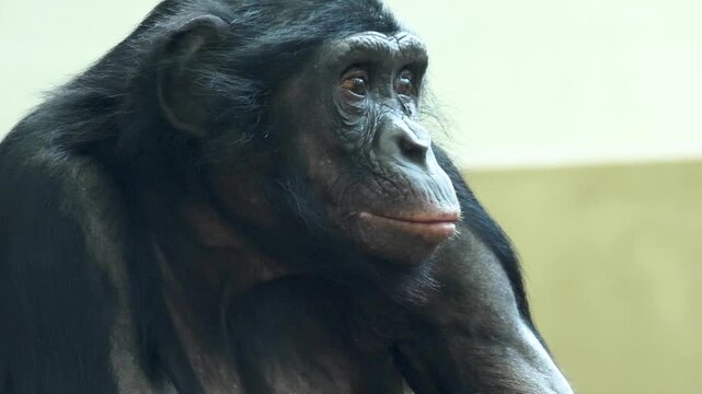 Close up head of a Bonobo resting and watching