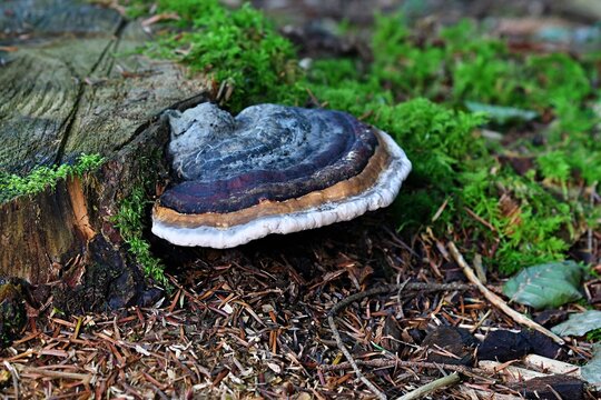 Pięknie ubarwiona huba, hubiak pospolity (Fomitopsis pinicola)