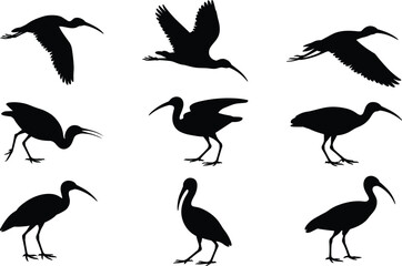 Black silhouette ibis illustrations, bird poses and flight stages, long-beaked wader sketch, nature motion art, ink style, wildlife anatomy design