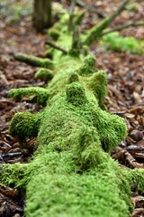 Pień drzewa cały porośnięty mchem. Płytka głębia ostrości