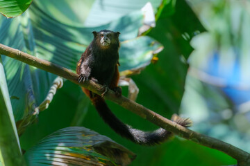 The brown-mantled tamarin monkey from Manu National Park in Peru. Wildlife scene from nature. Tamarin siting on the tree branch in the tropic jungle forest, animal in the habitat.